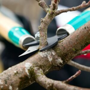Arborist Tree Pruning Service (Per Tree)